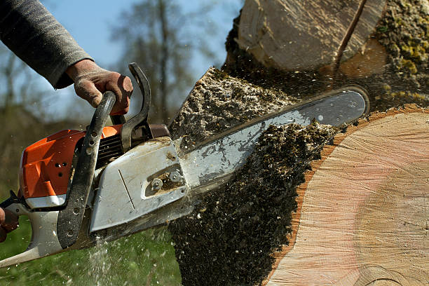 Best Tree Cabling and Bracing  in Green Oaks, IL