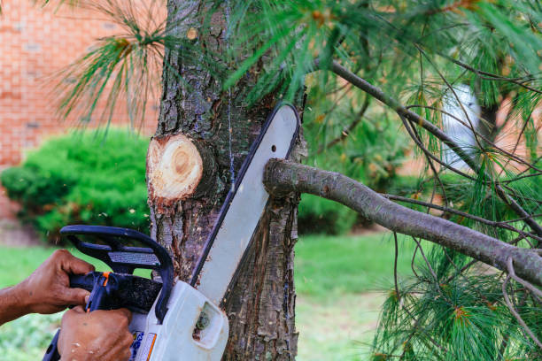 Trusted Green Oaks, IL Tree Services Experts